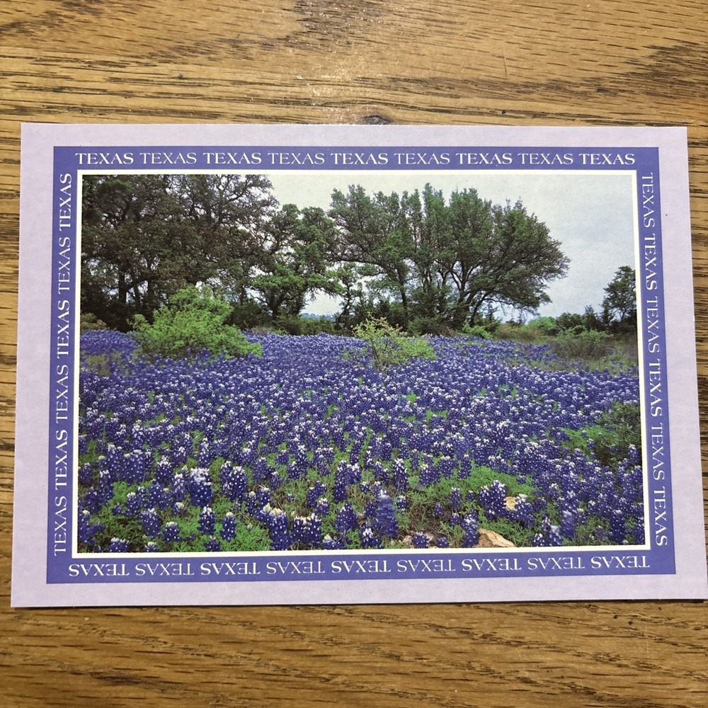 ca 1965 TX Postcard Texas State Flowers Bluebonnets landscape vintage scenic